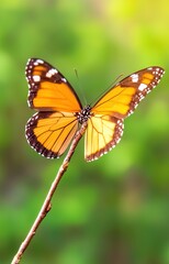 Fototapeta premium butterfly on a leaf