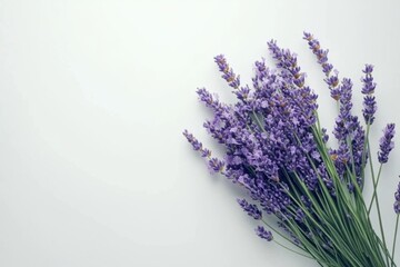 Lavender Bouquet Arrangement on White Background Still Life Photography Close Up Top View Aromatherapy Herbs