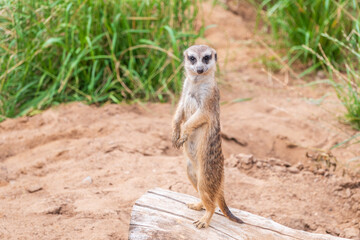 Meerkat, Suricata suricatta, on hind legs. Portrait of meerkat standing on hind legs with alert expression. Portrait of a funny meerkat sitting on its hind legs.