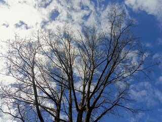 Bare Deciduous Tree Branches in Graphic Style in Natural Blues and Browns against Partly Cloudy Sky representing Winter or Early Spring