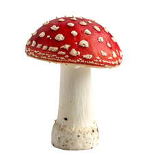 Mushroom isolated on a transparent background