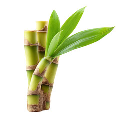 Fresh sugarcane with green leaves, a symbol of natural sweetness and tropical vibes. The sugarcane is vibrant green and the leaves are full of life