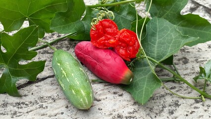 Kemarungan or Timun padang (Coccinia grandis) fruit on cement background. Also known as scarlet...