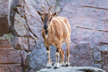 Markhor female on the rock. Latin name - Capra falconeri. Wild goat native to Central Asia, Karakoram and the Himalayas