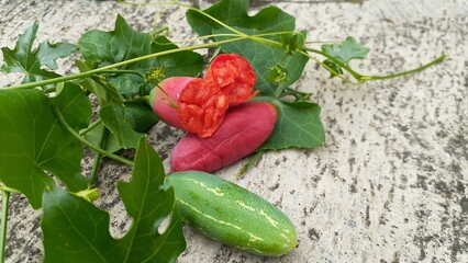 Kemarungan or Timun padang (Coccinia grandis) fruit on cement background. Also known as scarlet...