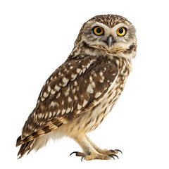 Owl isolated on a transparent background