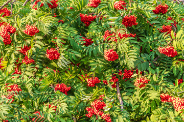 Autumn bright red rowan berries with leaves