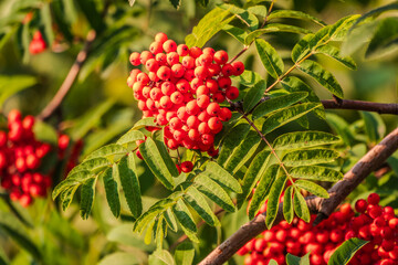Autumn bright red rowan berries with leaves