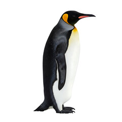 Fototapeta premium Full Body Penguin Cutout With Yellow Neck Patch On Transparent Background