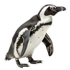 Fototapeta premium Penguin isolated on a transparent background