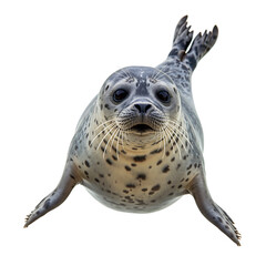 Wild Marine Seal Floating Underwater On Transparent Background


