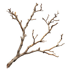 A dry tree branch shows detailed bark and limb texture on transparent background