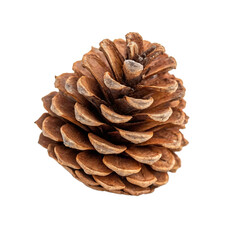 Pinecone isolated on a transparent background