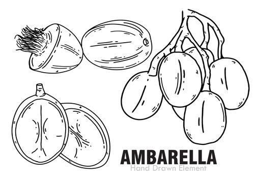 hand drawn vector illustration of an Ambarella fruit