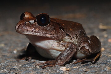 Northern barred frog (Mixophyes schevilli)