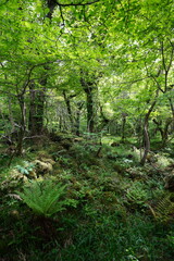 dense wild forest with mossy rocks and old trees