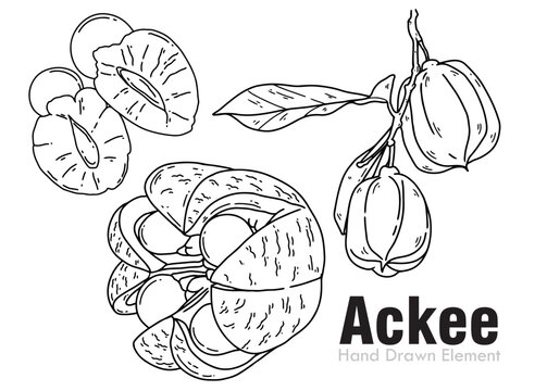 hand drawn vector illustration of Ackee fruits
