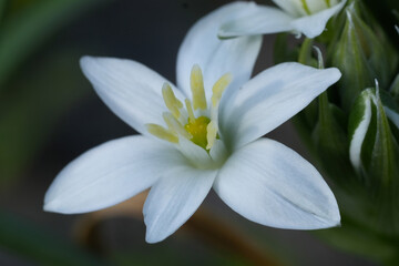 Closeup on the bright white flower of the star-of-Bethlehem or eleven-oclock lady wildflower,...