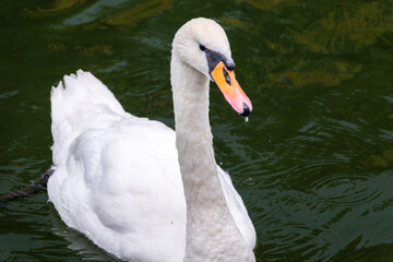 Obraz premium A graceful white swan swimming on a lake with dark water. The white swan is reflected in the water