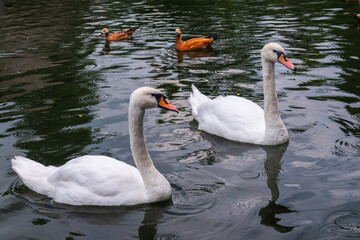 Two Graceful white Swans swimming in the lake, swans in the wild