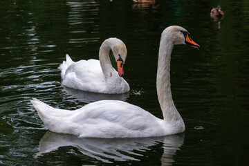 Two Graceful white Swans swimming in the lake, swans in the wild