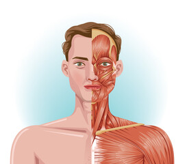 Male facial muscles anatomy of biology