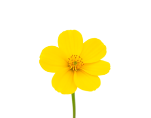Vibrant Yellow Buttercup Flower Isolated