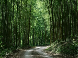 Fototapeta premium Lush bamboo forest pathway through verdant trees.