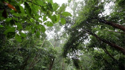 Fototapeta premium Heavy rainfall cascades through layers of green foliage in a vibrant rainforest, as droplets gather on broad leaves creating a natural spectacle