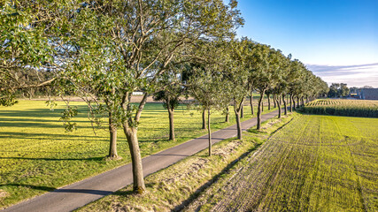 Bicycle lane road between trees aerial drone view from above, cycling lane for bikes, idyllic dutch spring landscape, typical countryside transportation infrastructure in the Netherlands