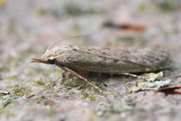 Closeup on a bumble bee wax moth, Aphomia sociella