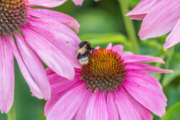 A closeup shot of a bee collecting pollen on a purple echinacea flower