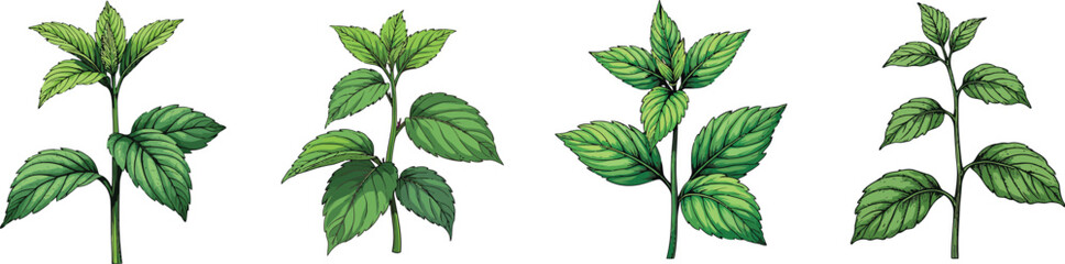 Cut Out Set of Mint plant with leaves isolated on Transparent or white background, Vintage sketch vector illustration.