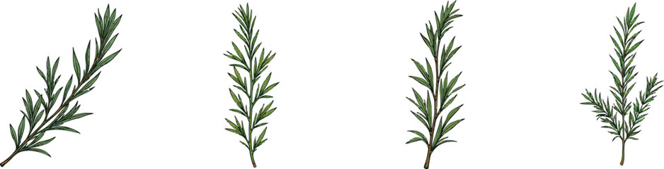 Fototapeta premium Set of 4 Fresh Green Rosemary Sprigs Vector Illustration