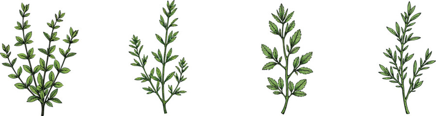 Cut Out Set of Thyme sprig isolated on Transparent or white background, Vintage sketch vector illustration.