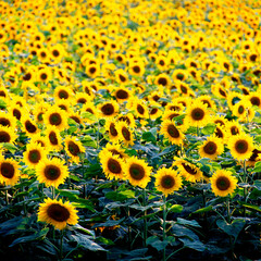 夕暮れのヒマワリ畑.