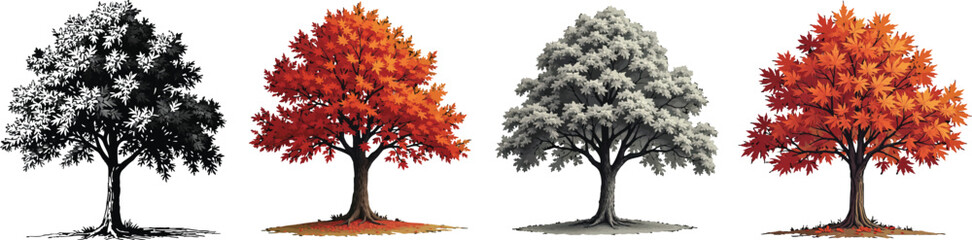 Cut Out Set of Maple tree with leaves isolated on Transparent or white background, Vintage sketch vector illustration.