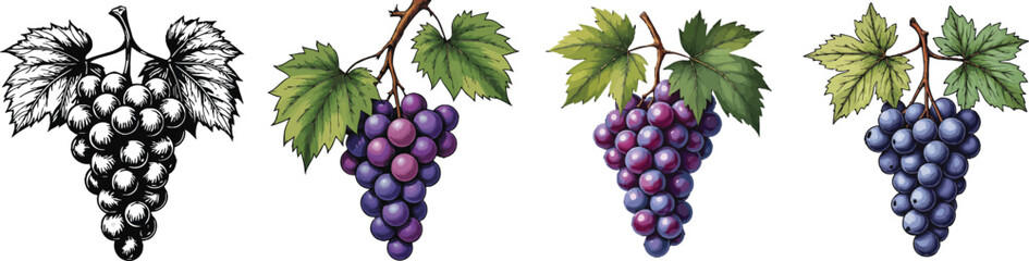 Fototapeta premium Cut Out Set of Grapes cluster with leaves isolated on Transparent or white background, Vintage sketch vector illustration.