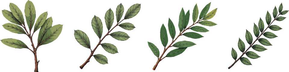 Cut Out Set of Eucalyptus branch isolated on Transparent or white background, Vintage sketch vector illustration.