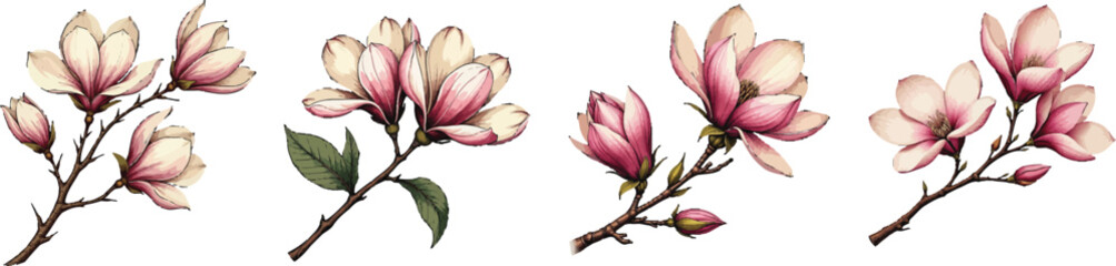 Obraz premium Set of 4 Pink Magnolia Flower Branches Vector Illustrations