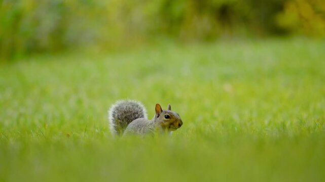 A squirrel hiding in the grass, hiding his head , so just tail is visible. 