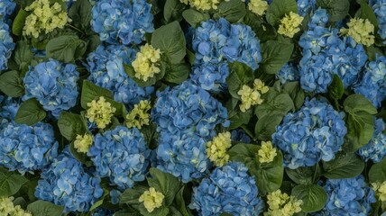 Lush Deep Blue Hydrangea Blossoms with Yellow Accents