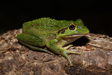 Motorbike frog (Litoria (Ranoidea) moorei)