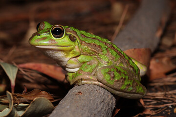 Motorbike frog (Litoria (Ranoidea) moorei)