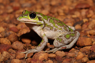 Motorbike frog (Litoria (Ranoidea) moorei)