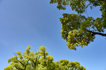 新緑と青空と飛行機雲
