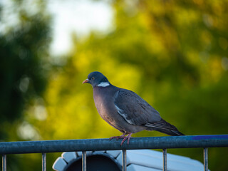 pigeon on a fence