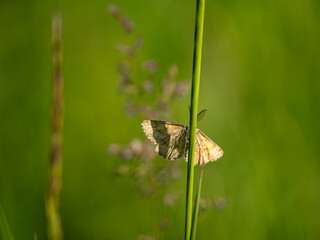butterfly on grass