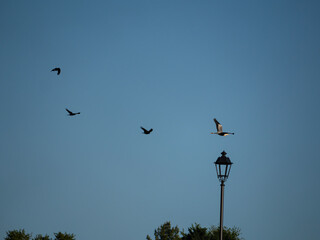 birds in flight