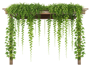 Wooden Pergola Covered in Lush Green Ivy Vines